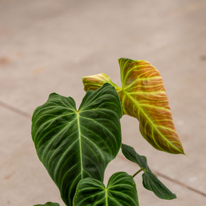 philodendron verrucosum melanochrysum hybrid ShShop Philodendron Splendid