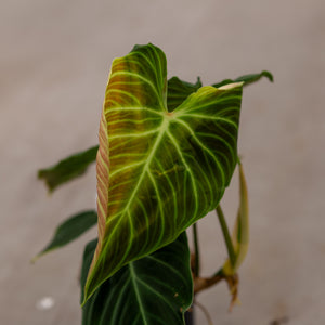 philodendron melanochrysum x verrucosum ShShop Philodendron Splendid