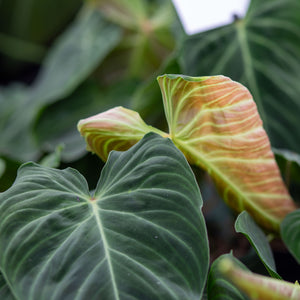 philodendron melanochrysum x verrucosum hybrid ShShop Philodendron Splendid