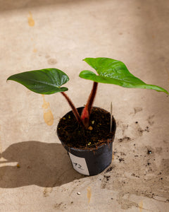 philodendron blush Philodendron Squamicaule 'Blushing' – Plantlovers