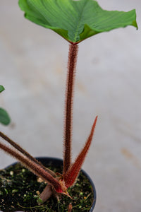 philodendron squamicaule blushing Philodendron Squamicaule 'Blushing' – Plantlovers
