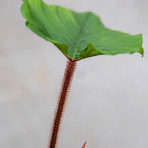 philodendron squamicaule blushing Philodendron Squamicaule 'Blushing' – Plantlovers