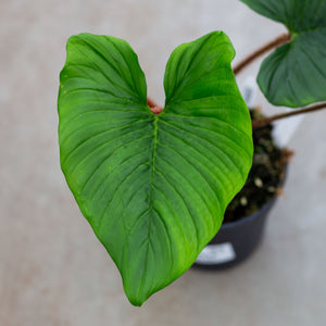 philodendron blushing Philodendron Squamicaule 'Blushing' – Plantlovers