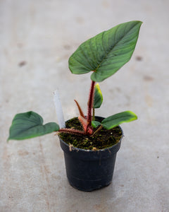 philodendron blush Philodendron Squamicaule 'Blushing' – Plantlovers