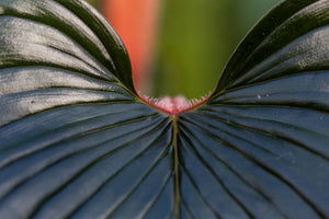 philodendron squamicaule pink Philodendron Squamicaule 'pink' – Plantlovers
