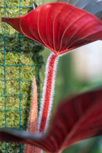 philodendron with hairy petioles Philodendron Squamicaule 'pink' – Plantlovers