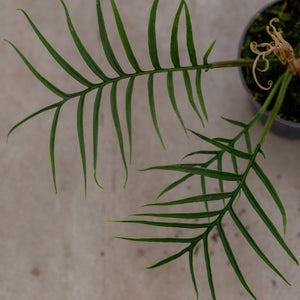 philodendron tortum rare Philodendron Tortum