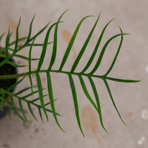 philodendron tortum uk Philodendron Tortum