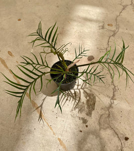philodendron tortum rare Philodendron Tortum