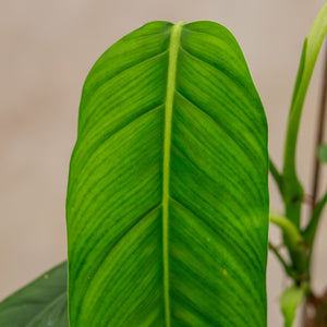 Philodendron Lehmanni plantlovers 