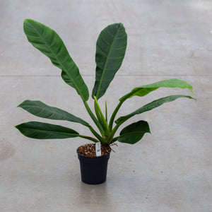 Philodendron Pseudauriculatum