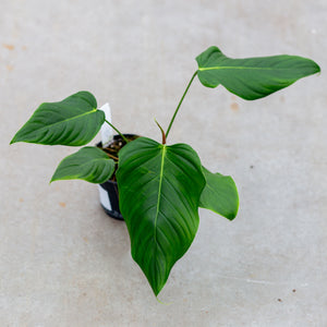 philodendron quelelii Philodendron Quelelii Round