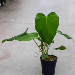 Philodendron Quelelii "Round"