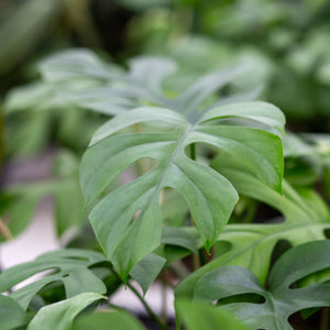 little monstera Buy Monstera Pertusum "Little Sister" Online