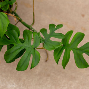 little monstera plant Buy Monstera Pertusum "Little Sister" Online