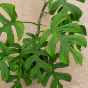 monstera pertusum vs deliciosa Buy Monstera Pertusum "Little Sister" Online