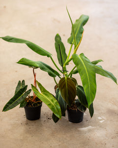 Rare Philodendron package deal Plantlovers