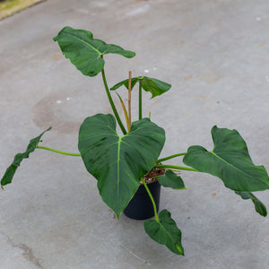 Philodendron sparreorum