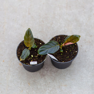 philodendron urraoense Philodendron Urraoense