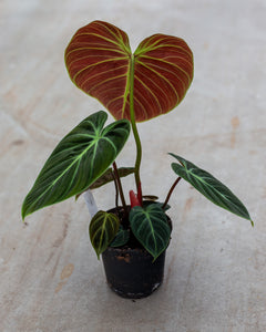 philodendron el choco red seeds Philodendron 'El Choco Red' | 12cm Pot