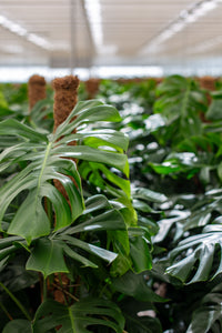 monstera tripidi Monstera 'Deliciosa' – ECOVIBE