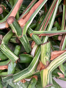 monstera deliciosa variegata albo stem cutting wetstick