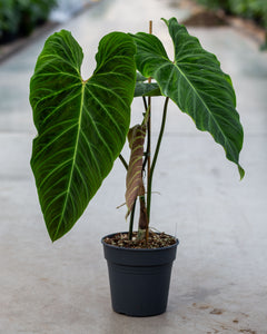philodendron splendid mature ShShop Philodendron Splendid