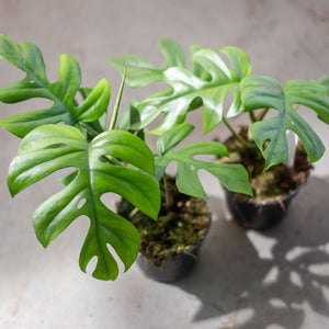 philodendron pertusum Buy Monstera Pertusum "Little Sister" Online