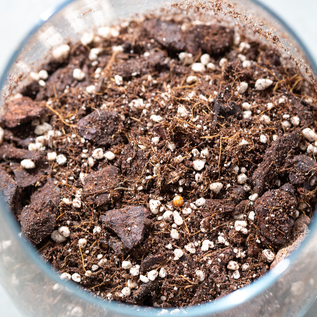 Chunky Funky Mix | Peat-Free Aroid Soil 25L | Plantlovers.eu