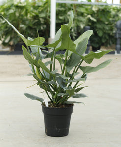 Philodendron 'Silver Queen' - Maat 24