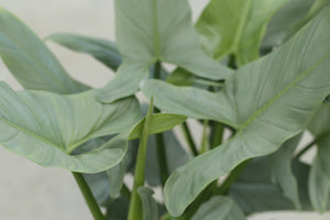 Philodendron 'Silver Queen' - Size 24