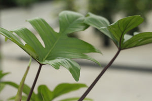 Philodendron Pedatum 