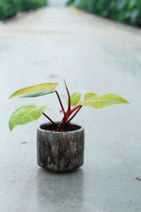 Philodendron 'Medisa' pot taille 13