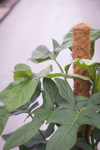 buy philodendron online europe Buy Large Philodendron Bipennifolium