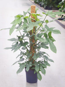 Philodendron Pedatum 120cm