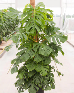 monstera deliciosa kaufen groß Monstera deliciosa 180 cm XXL – große Fensterblattpflanze