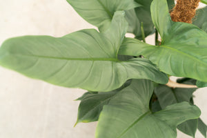 silver lady philodendron Buy Philodendron 'Silver Queen' with Moss Pole Online – Plantlovers