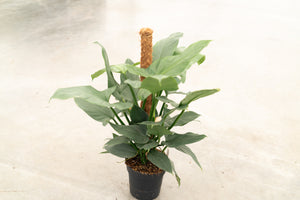 Philodendron 'Silver Queen' mosstok