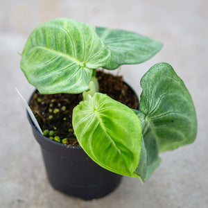 frosted heart philodendron Syngonium Frosted Heart