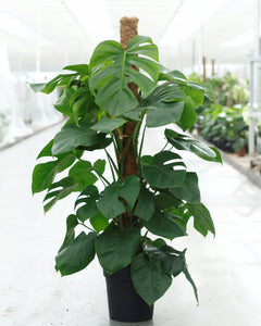 climbing monstera deliciosa Monstera Deliciosa (Climbing) 120cm | Large Indoor Plant