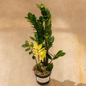 Zamioculcas zamiifolia (variegata) "ZZ-Plant"
