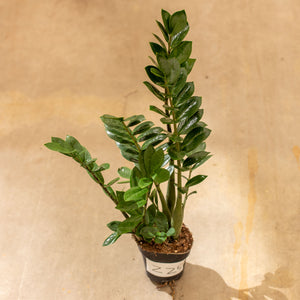 Zamioculcas zamiifolia (variegata) "ZZ-Plant"