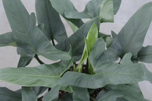 buy philodendron online eu Buy Philodendron 'Silver Queen' in Size 24 Online – Plantlovers