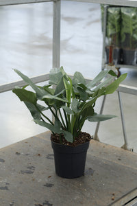 Philodendron 'Silver Queen' - Maat 24