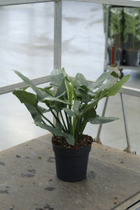 philodendron gray Buy Philodendron 'Silver Queen' in Size 24 Online – Plantlovers