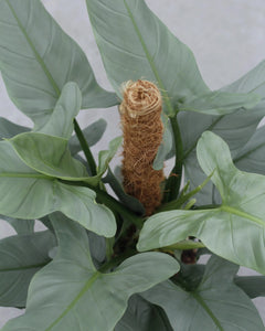 philodendron hastatum flower Buy Philodendron 'Silver Queen' with Moss Pole Online – Plantlovers