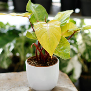 Philodendron 'Medisa' pot size 12