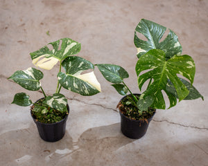 thai constellation monstera price Monstera Thai Constellation – Rare Tropical Plant with Unique Variegation – 17 cm Pot Size – Plantlovers