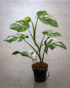 monstera starter plant Monstera Variegata